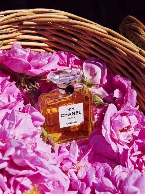 grasse chanel no 5